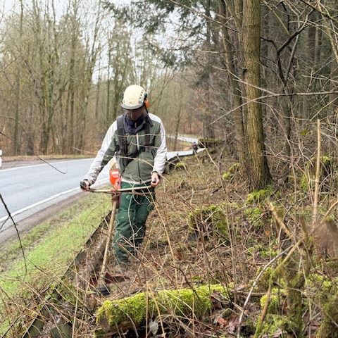 Freilegen des Krötenzauns mit einer Motorsense zur Vorbereitung der Amphibienwanderung.